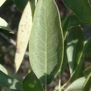 Photographie n°2052111 du taxon Pyrus spinosa Forssk. [1775]