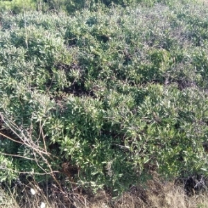 Photographie n°2052112 du taxon Pyrus spinosa Forssk. [1775]