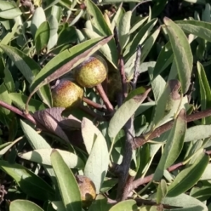 Photographie n°2052113 du taxon Pyrus spinosa Forssk. [1775]