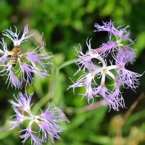 Photographie n°2053161 du taxon Dianthus superbus L. [1755]