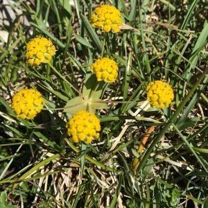 Photographie n°2053220 du taxon Bupleurum ranunculoides L. [1753]