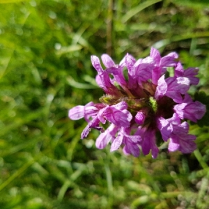 Photographie n°2053223 du taxon Betonica officinalis L. [1753]