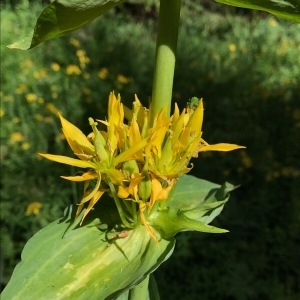 Photographie n°2053232 du taxon Gentiana lutea L. [1753]