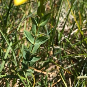 Photographie n°2053268 du taxon Hypericum richeri Vill. [1779]