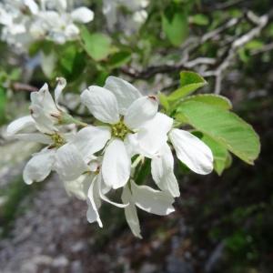 Photographie n°2053843 du taxon Amelanchier ovalis subsp. ovalis 