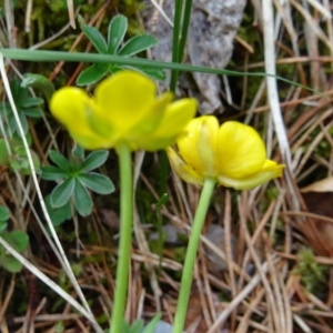 Photographie n°2053898 du taxon Ranunculus thora L. [1753]