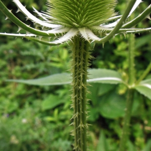 Photographie n°2055445 du taxon Dipsacus fullonum L. [1753]