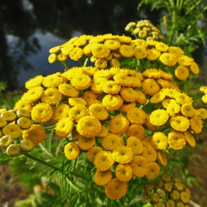 Photographie n°2055601 du taxon Tanacetum vulgare L. [1753]