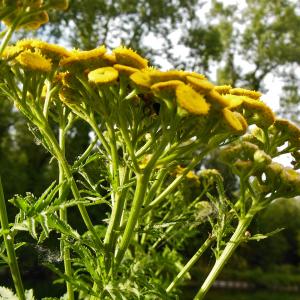 Photographie n°2055602 du taxon Tanacetum vulgare L. [1753]