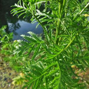 Photographie n°2055604 du taxon Tanacetum vulgare L. [1753]