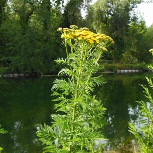 Photographie n°2055605 du taxon Tanacetum vulgare L. [1753]