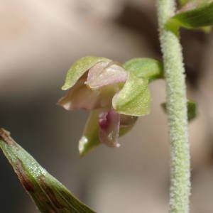 Photographie n°2056001 du taxon Epipactis helleborine (L.) Crantz [1769]