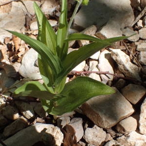 Photographie n°2056005 du taxon Epipactis helleborine (L.) Crantz [1769]