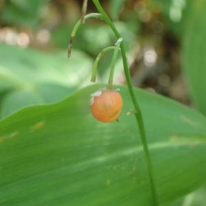 Photographie n°2056049 du taxon Convallaria majalis L. [1753]