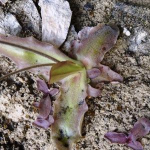 Photographie n°2056652 du taxon Pinguicula longifolia Ramond ex DC. [1805]