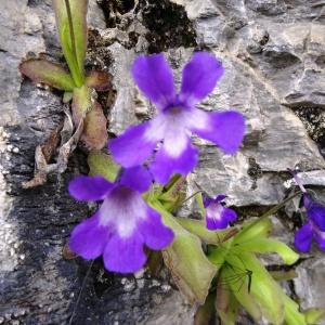 Photographie n°2056742 du taxon Pinguicula longifolia subsp. longifolia 