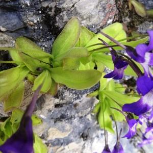 Photographie n°2056775 du taxon Pinguicula longifolia subsp. longifolia 