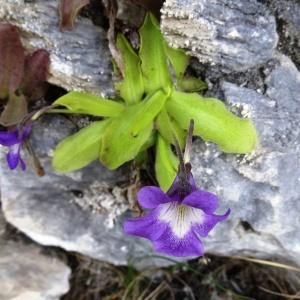 Photographie n°2056778 du taxon Pinguicula longifolia subsp. longifolia 