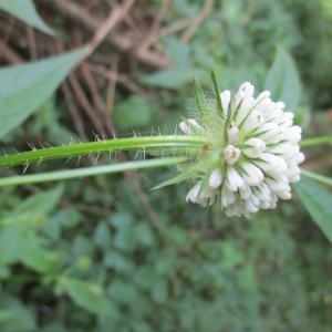 Photographie n°2057838 du taxon Dipsacus pilosus L.