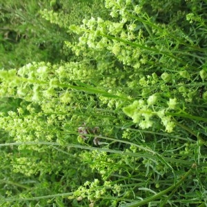 Photographie n°2057854 du taxon Reseda lutea L.