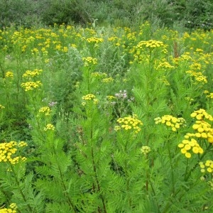 Photographie n°2057857 du taxon Tanacetum vulgare L.
