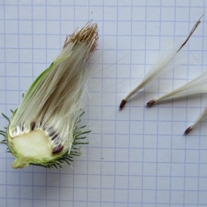 Photographie n°2057883 du taxon Cirsium vulgare (Savi) Ten.