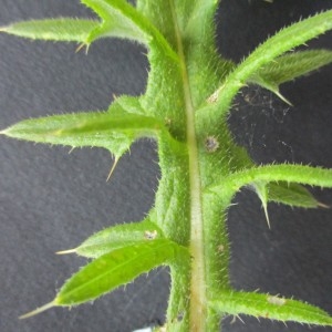 Photographie n°2057885 du taxon Cirsium vulgare (Savi) Ten.
