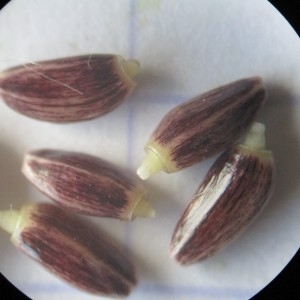 Photographie n°2057892 du taxon Cirsium vulgare (Savi) Ten.