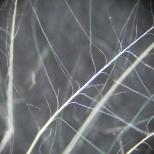 Photographie n°2057899 du taxon Cirsium vulgare (Savi) Ten.