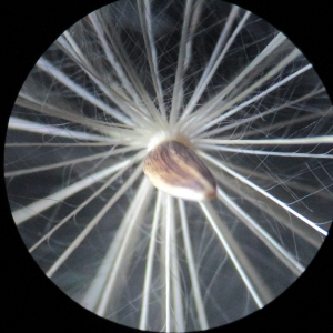 Photographie n°2057903 du taxon Cirsium vulgare (Savi) Ten.