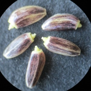 Photographie n°2057917 du taxon Cirsium vulgare (Savi) Ten.