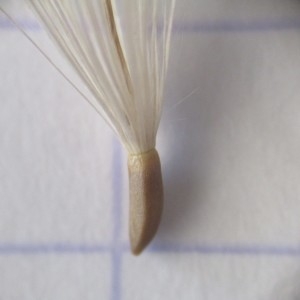 Photographie n°2057935 du taxon Cirsium arvense (L.) Scop.