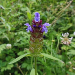 Photographie n°2060150 du taxon Prunella vulgaris L. [1753]