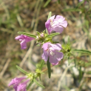 Photographie n°2060481 du taxon Galeopsis angustifolia Ehrh. ex Hoffm. [1804]