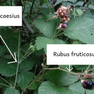 Photographie n°2061279 du taxon Rubus caesius L. [1753]
