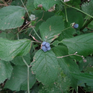 Photographie n°2061280 du taxon Rubus caesius L. [1753]