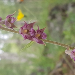 Photographie n°2061370 du taxon Epipactis atrorubens (Hoffm.) Besser [1809]