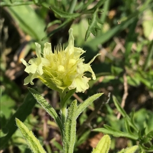 Photographie n°2061876 du taxon Sideritis hyssopifolia L. [1753]