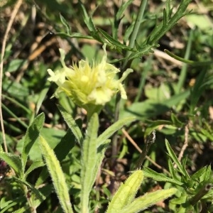 Photographie n°2061877 du taxon Sideritis hyssopifolia L. [1753]