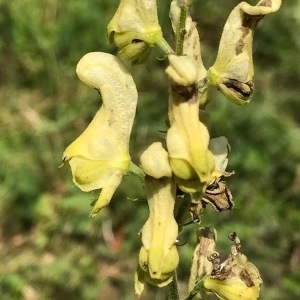 Photographie n°2063831 du taxon Aconitum lycoctonum L. [1753]