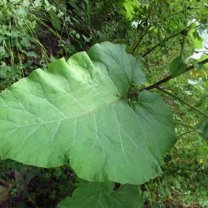 Photographie n°2064124 du taxon Arctium lappa L. [1753]