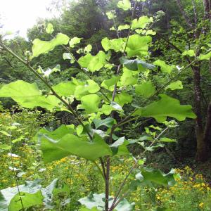 Photographie n°2064125 du taxon Arctium lappa L. [1753]