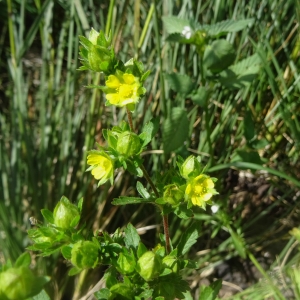 Photographie n°2065269 du taxon Potentilla norvegica L. [1753]