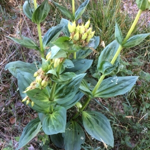 Photographie n°2066050 du taxon Gentiana lutea L. [1753]