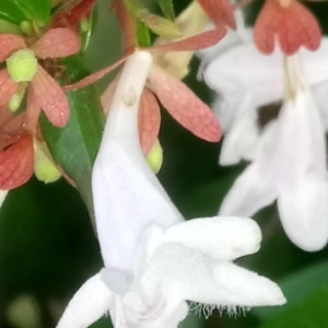 Abelia ×grandiflora (Rovelli ex André) Rehder