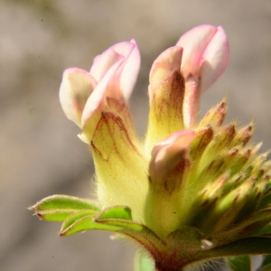 Photographie n°2066757 du taxon Anthyllis vulneraria L. [1753]
