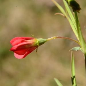 Photographie n°2066788 du taxon Lathyrus cicera L. [1753]