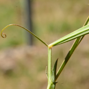 Photographie n°2066789 du taxon Lathyrus cicera L. [1753]