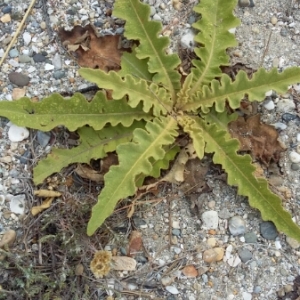 Photographie n°2066813 du taxon Verbascum sinuatum L. [1753]