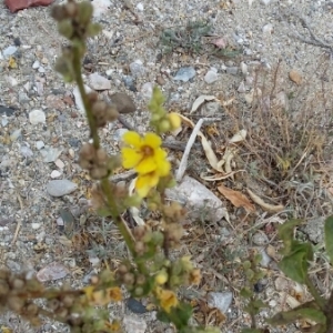 Photographie n°2066814 du taxon Verbascum sinuatum L. [1753]